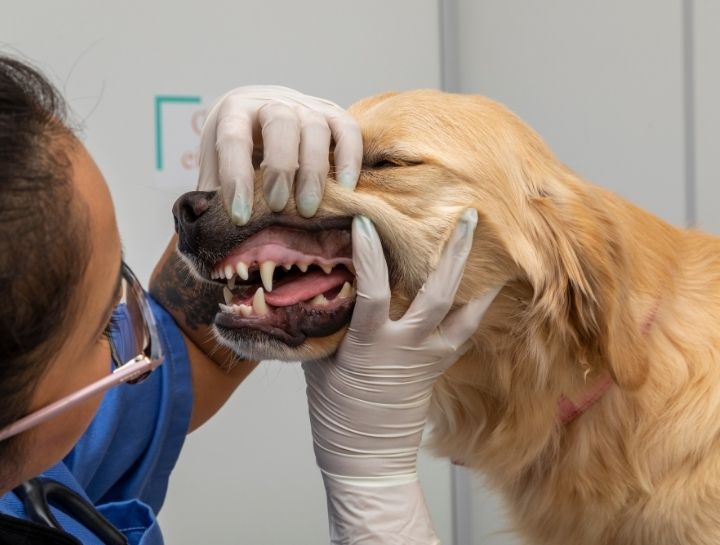 Baroda Pet Dentist
