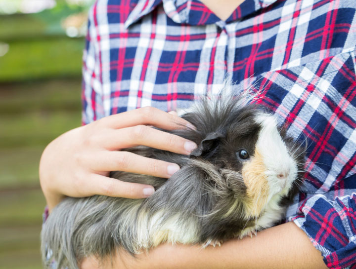 Baroda Small Animal Veterinarian