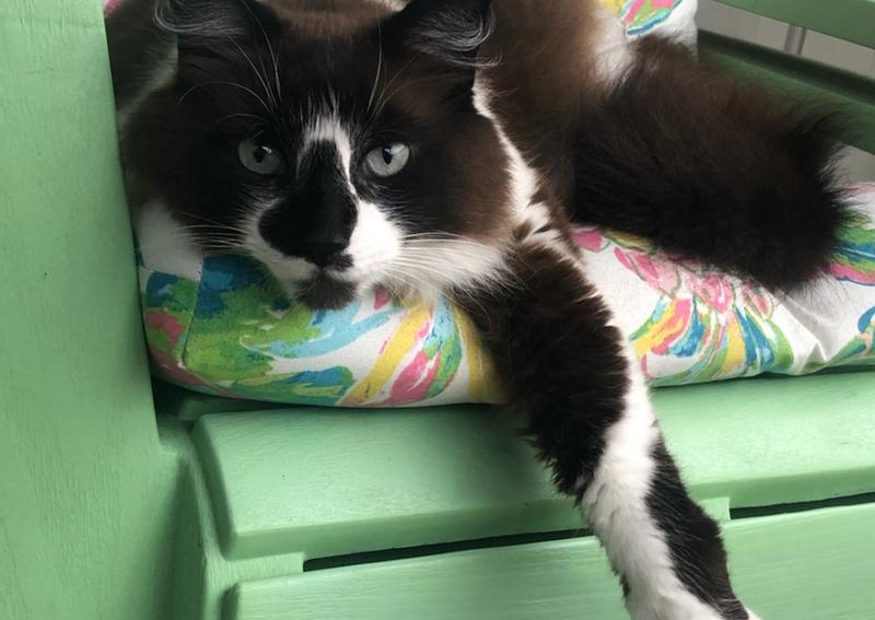 Carousel Slide 4: Cat veterinarians