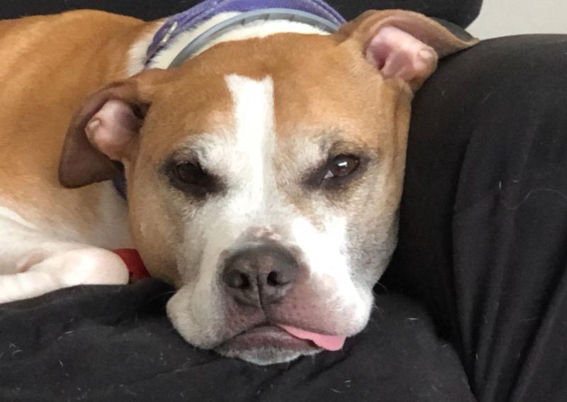 Carousel Slide 11: Senior pet care