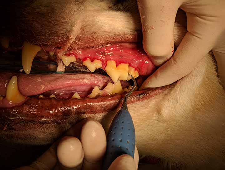 Preventive Dental Care